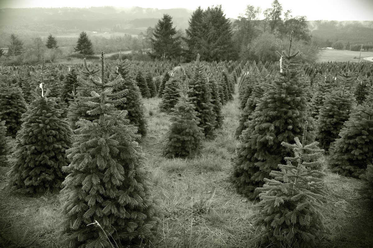 Clouse's Pine Hill Farm in Winchester, Virginia