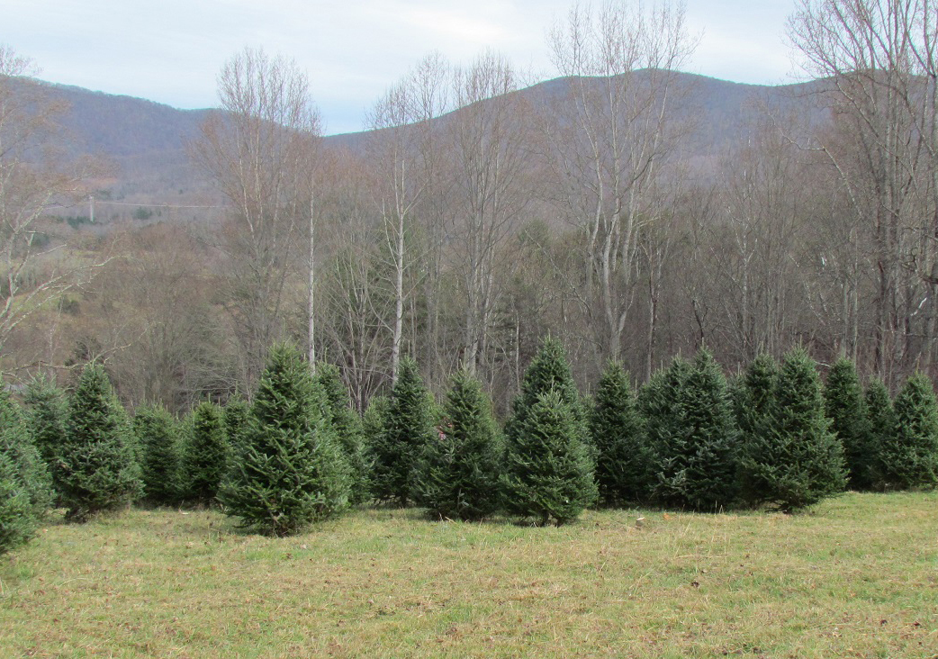 Clover Hollow Christmas Tree Farm in Newport, Virginia