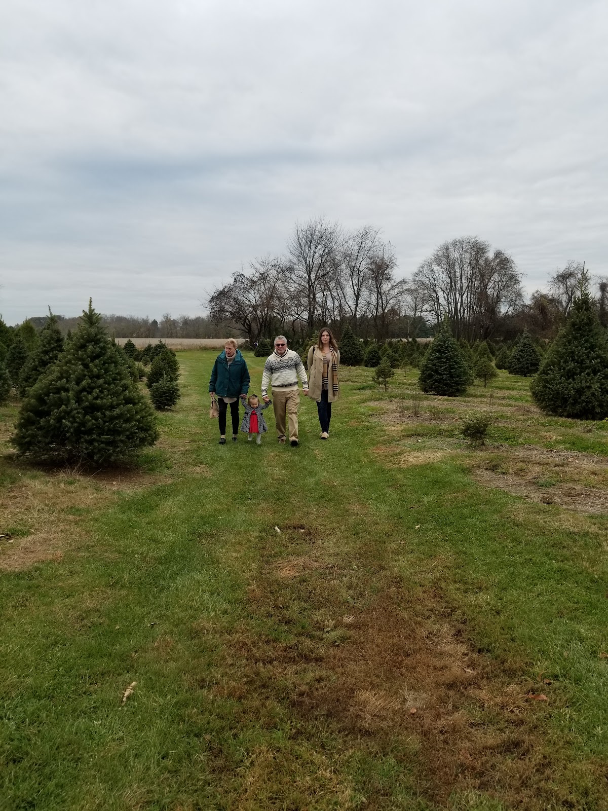 Colavita Christmas Tree Farm in Yardley, Pennsylvania