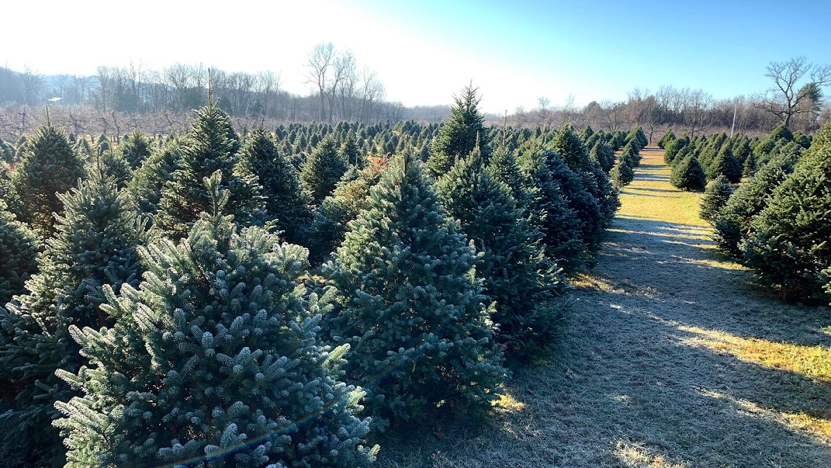 Cold Spring Tree Farm in Hudson, New York