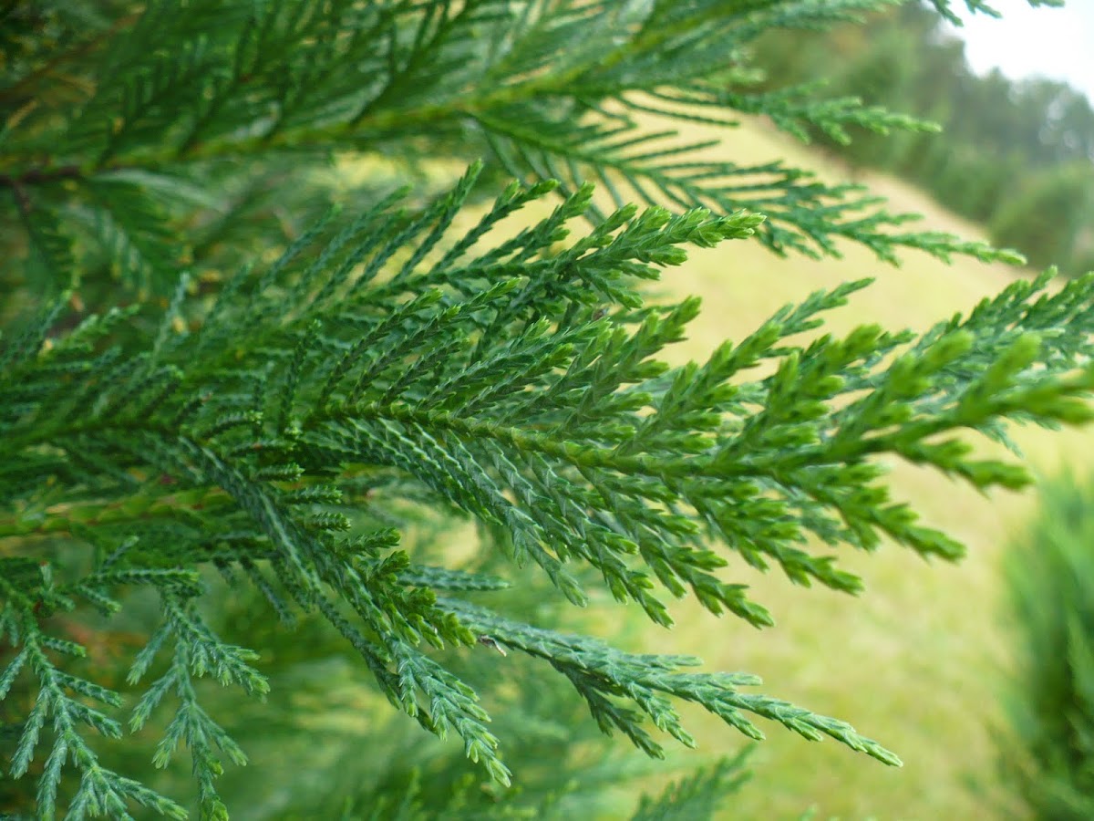 Cole's Christmas Tree Farm in Woodland, Alabama