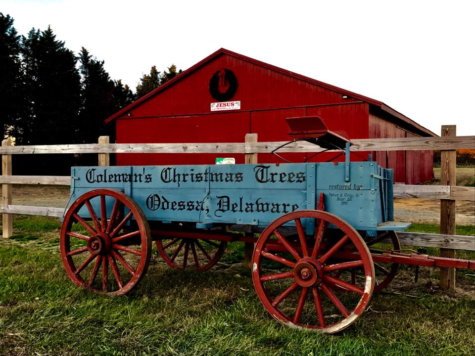 Coleman's Christmas Tree Farm in Middletown, Delaware