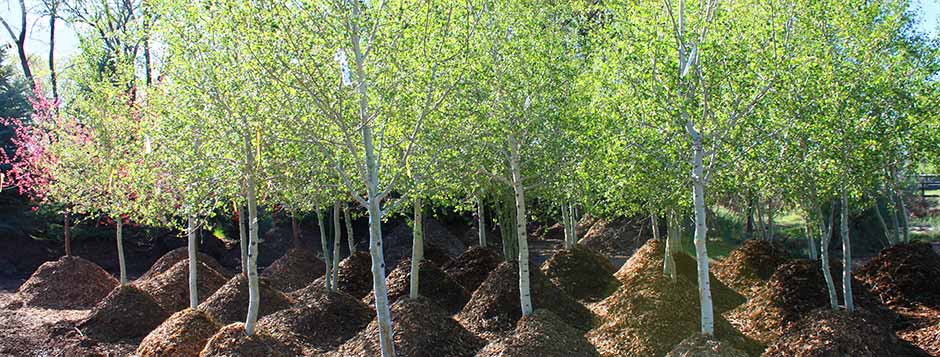 Colorado Conifers Tree Farm And Nursery in Montrose, Colorado