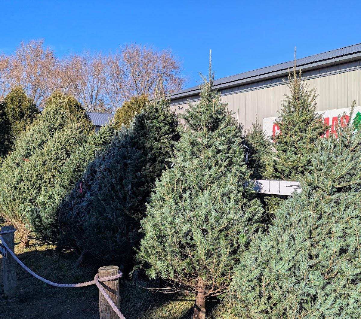 Conifera Tree Farm in Harvard, Illinois