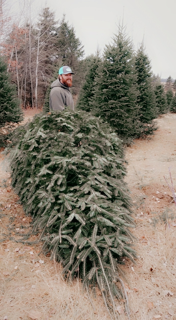 Conklin Tree Farm in Wheeler, Wisconsin
