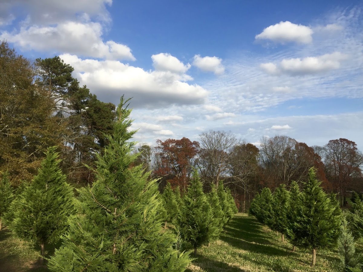 Cooper's Tree Farm in Braselton, Georgia
