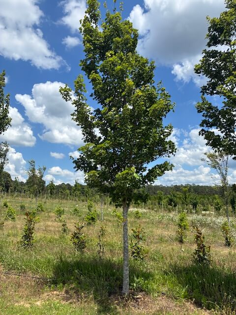 Coosa Tree & Shrub Farm, LLC in Childersburg, Alabama