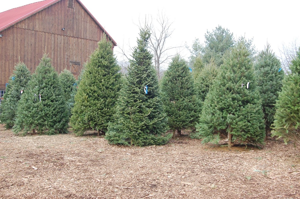Corkum Tree Farm in Collegeville, Pennsylvania