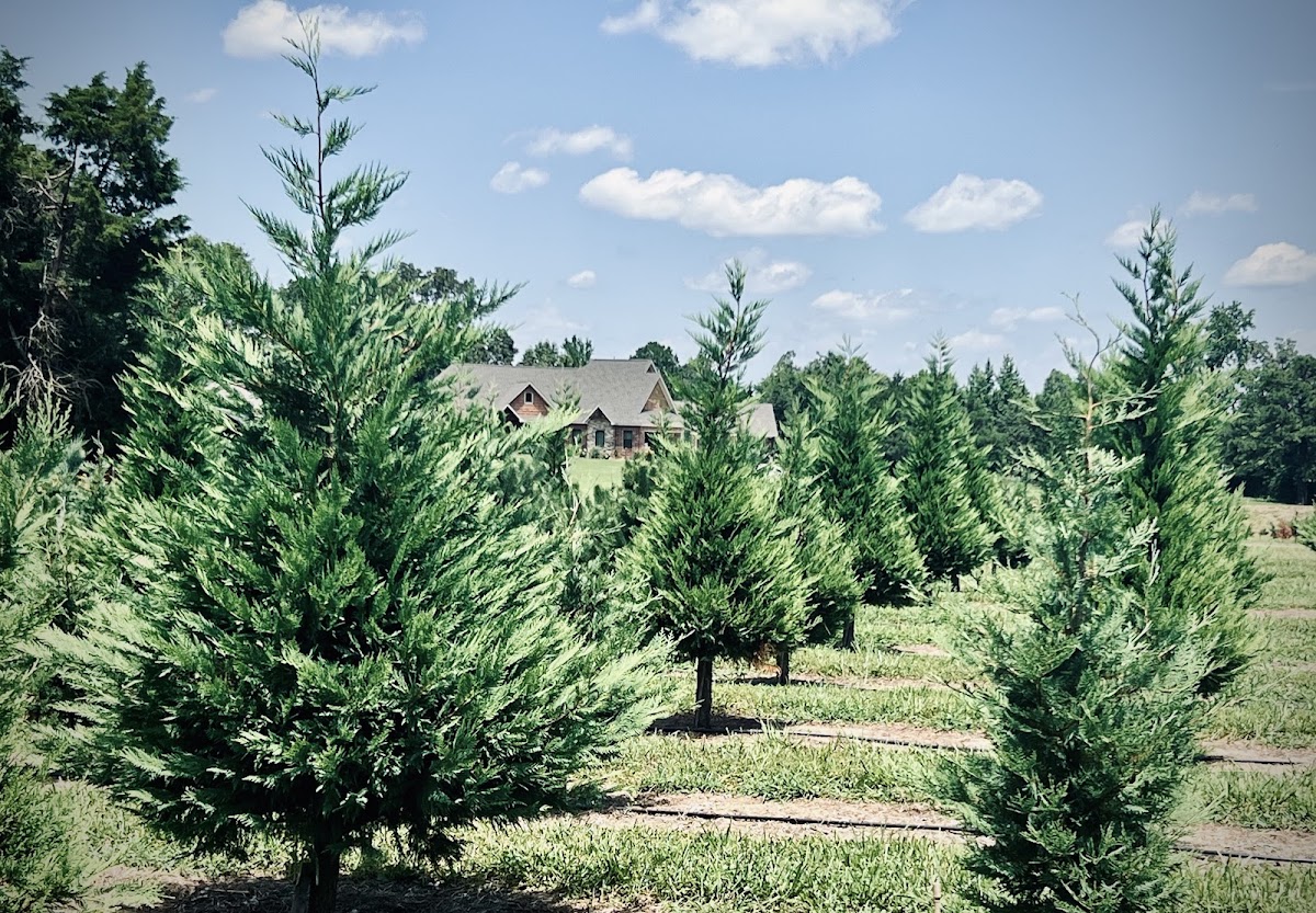 Cornerstone Christmas Tree Farm in Pocahontas, Arkansas