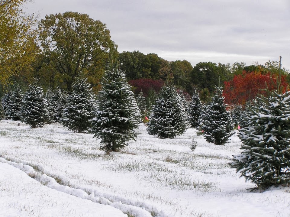 Cornerstone Pines in Grey Eagle, Minnesota