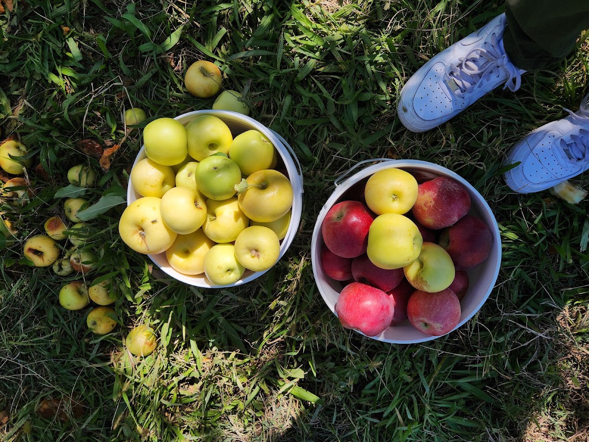 Costanza Apple Orchards in Belen, New Mexico
