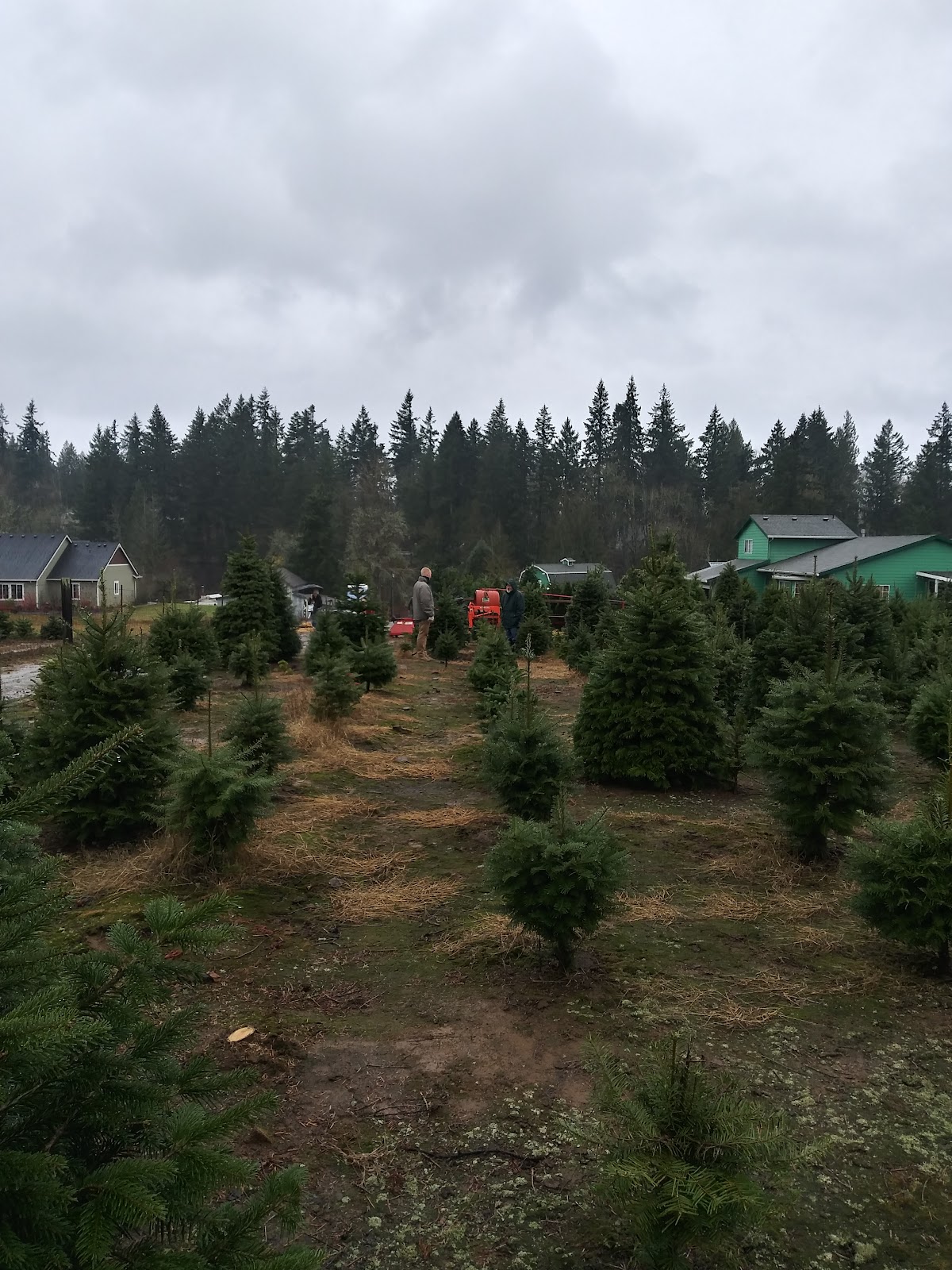 Cotton Christmas Trees in Oregon City, Oregon