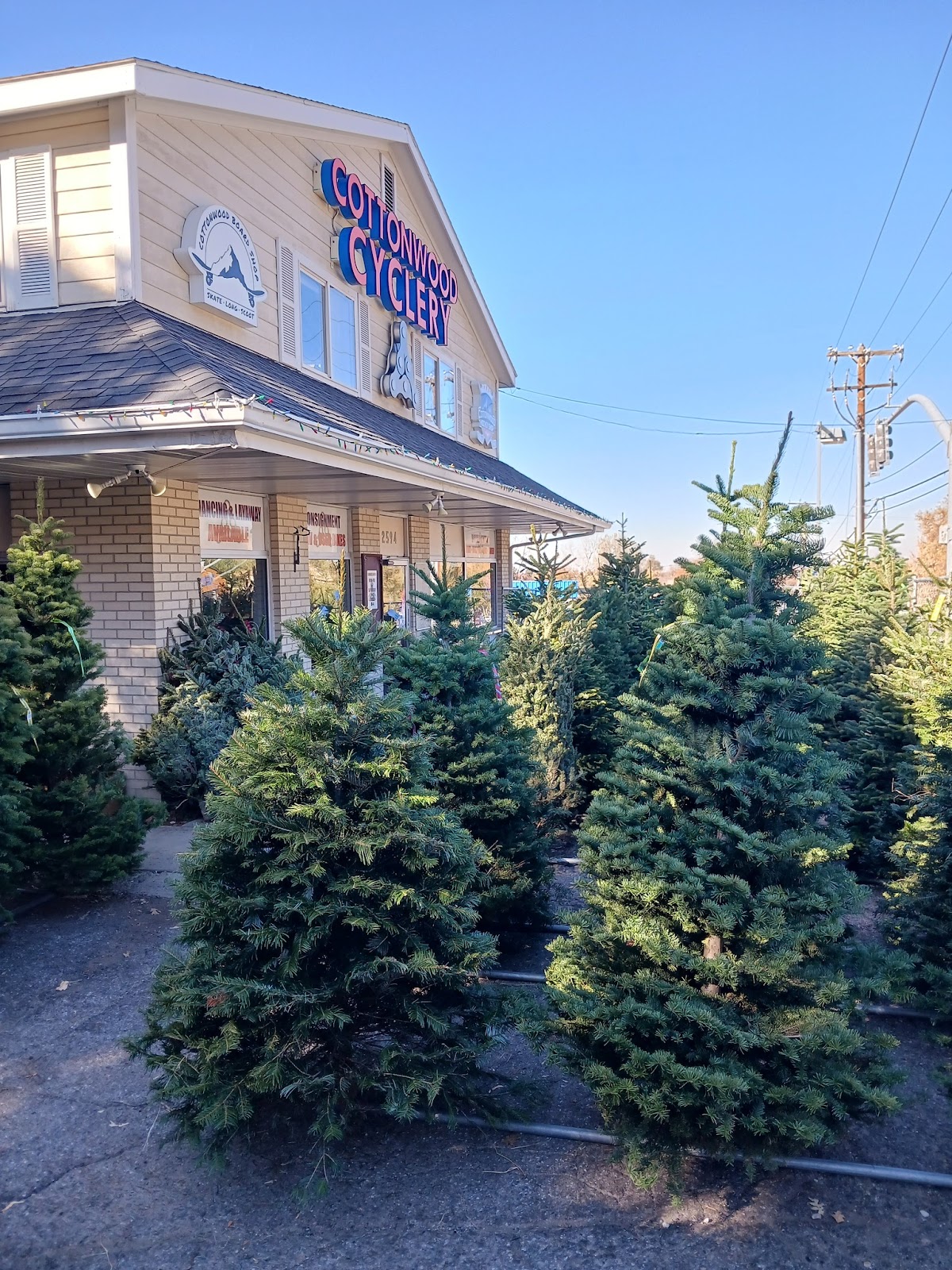 Cottonwood Christmas Trees @ Cottonwood Cyclery in Cottonwood Heights, Utah