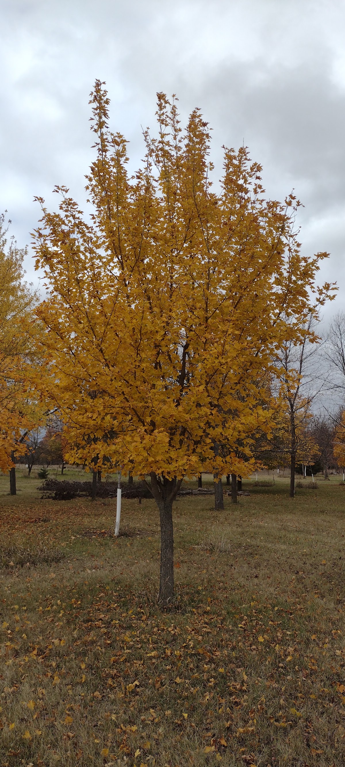 Country Acres Tree Farm in Sioux Falls, South Dakota