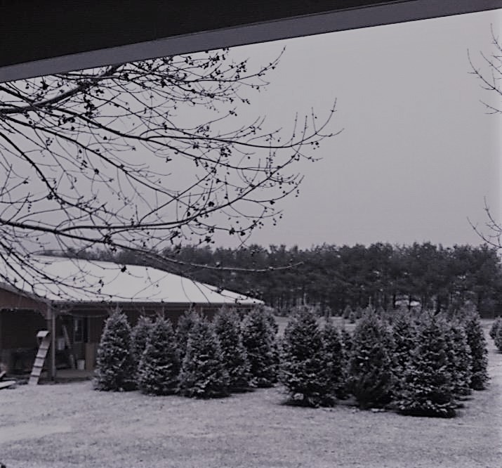 Country Charm Tree Farm in Xenia, Ohio