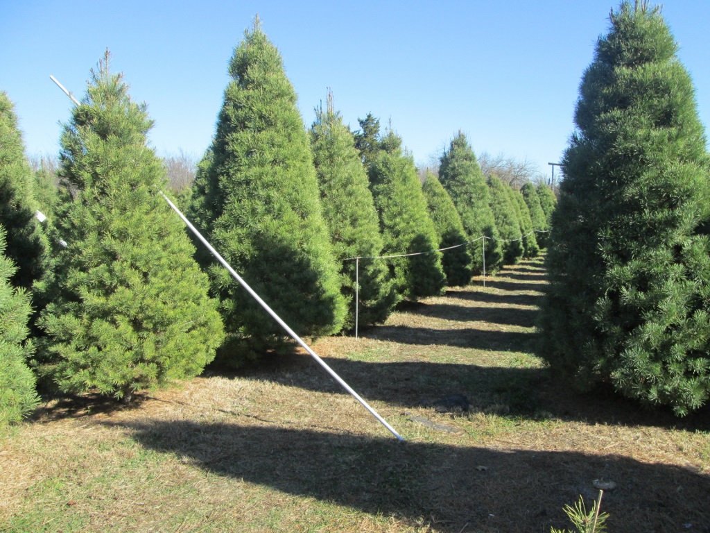 Country Christmas Trees in Wakarusa, Kansas