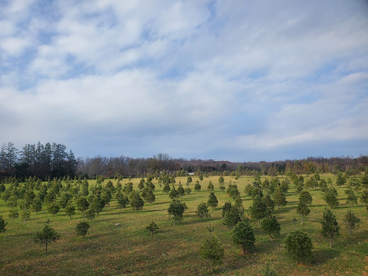 Country Loving Christmas Tree Farm in Leesburg, Virginia