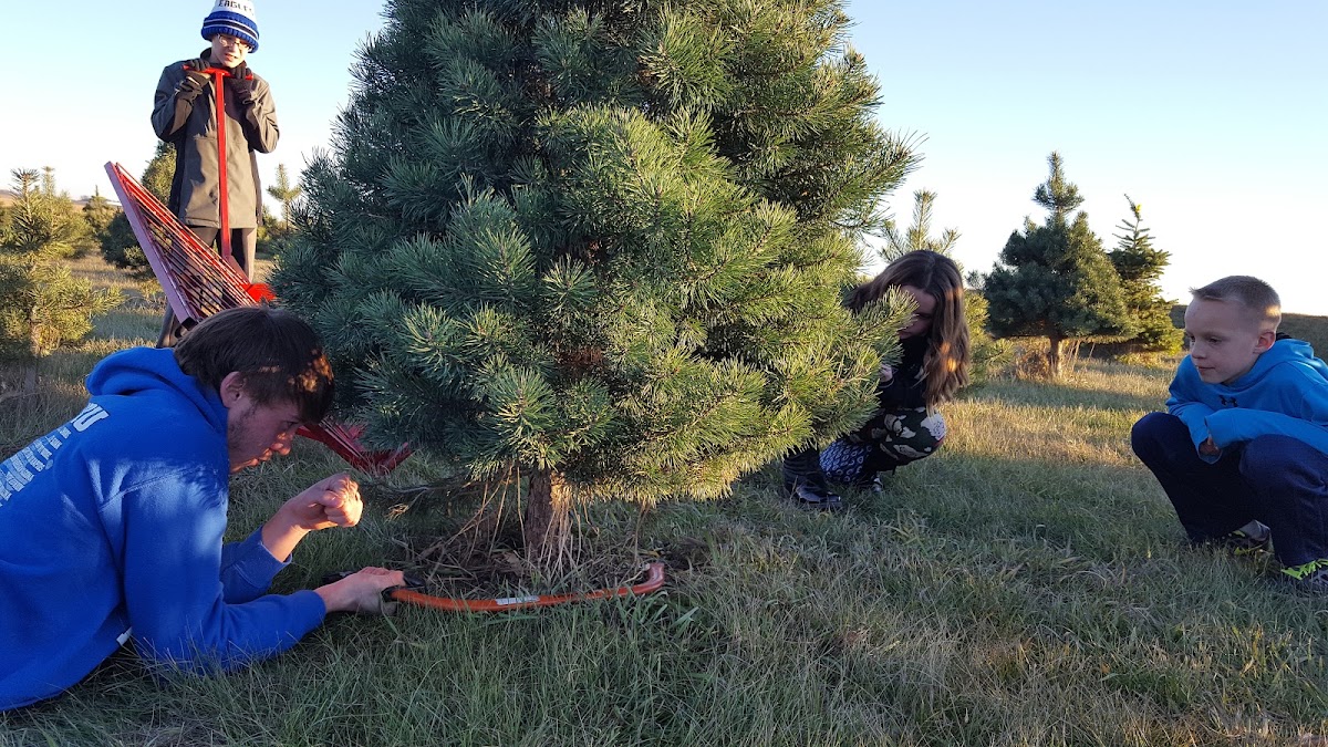 Country Pines in Marcus, Iowa