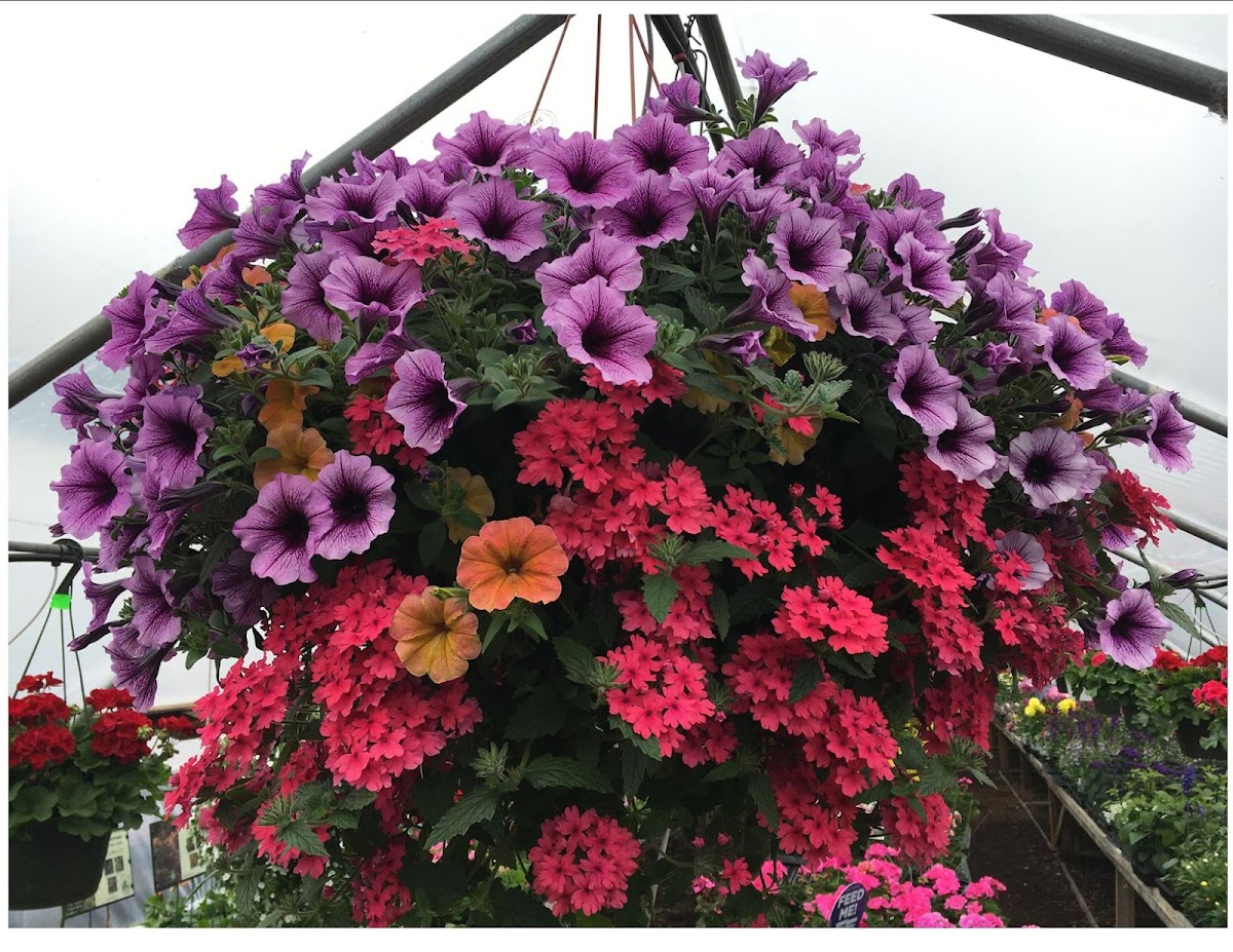 Coventry Gardens in Coventry, Rhode Island