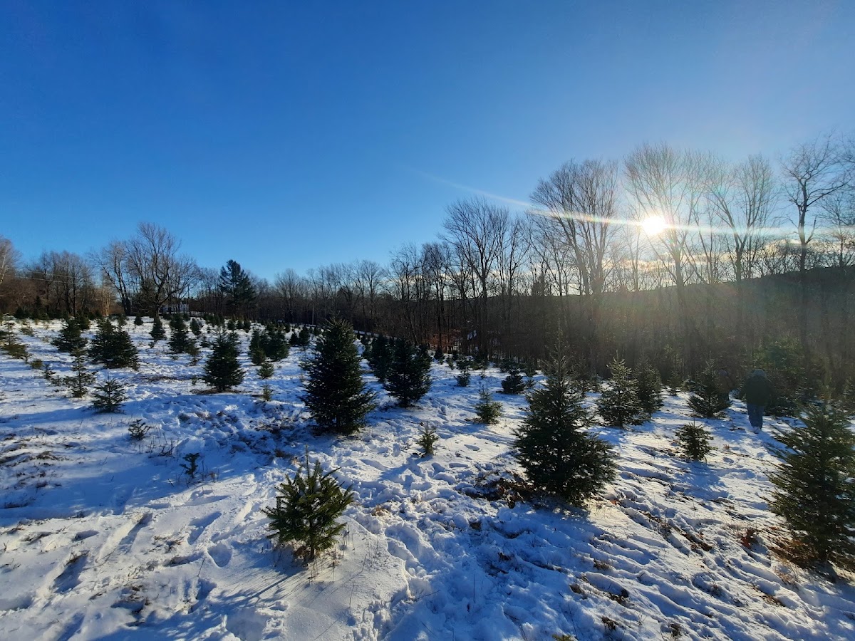 Crane Hill Tree Farm in Washington, Massachusetts