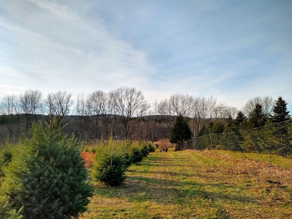 Crane Neck Christmas Tree Farm in West Newbury, Massachusetts