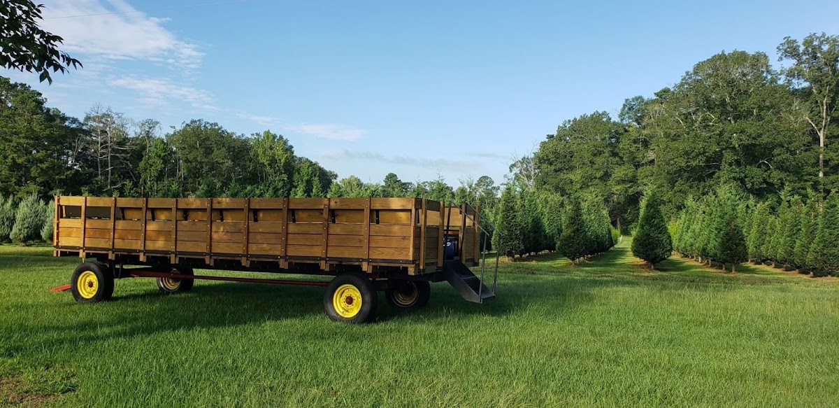 Creekside Christmas Tree Farm in Greensburg, Louisiana
