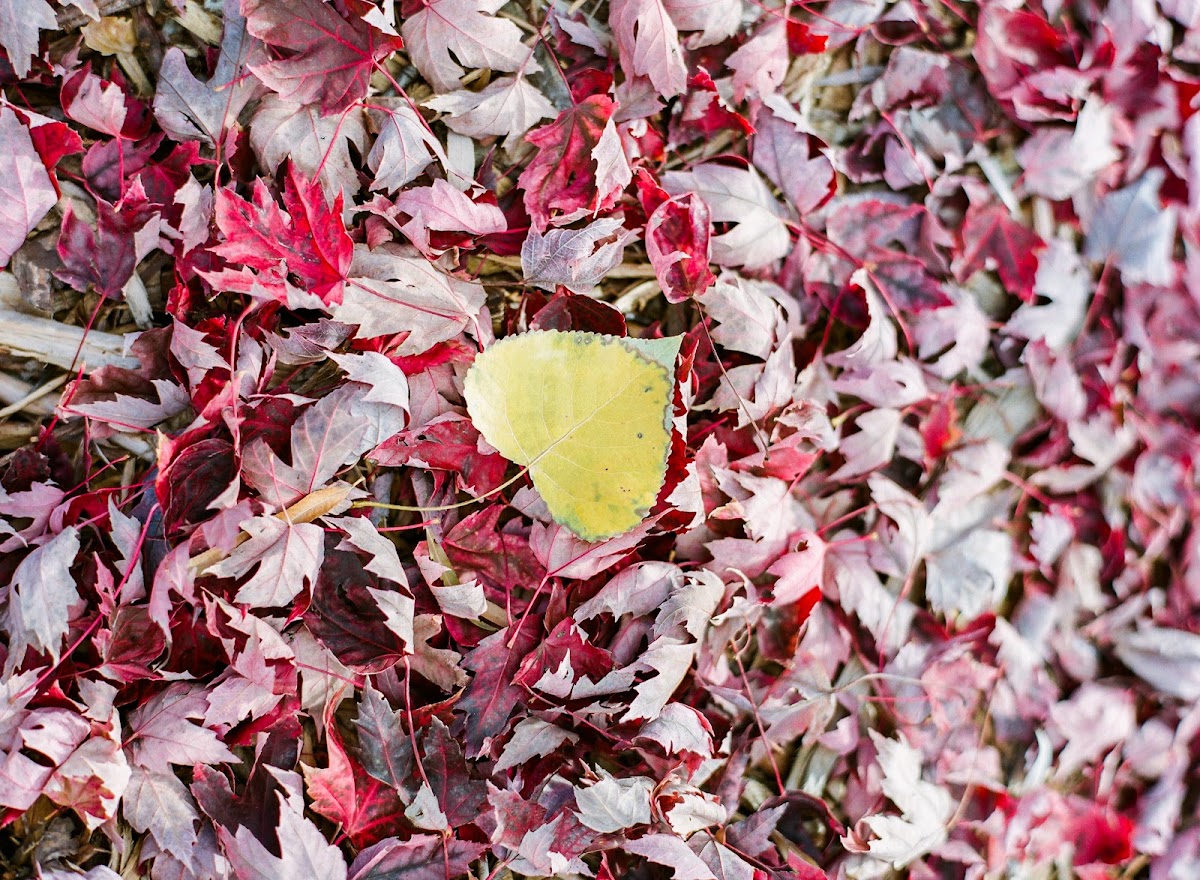 Creekside Tree Nursery in Boulder, Colorado