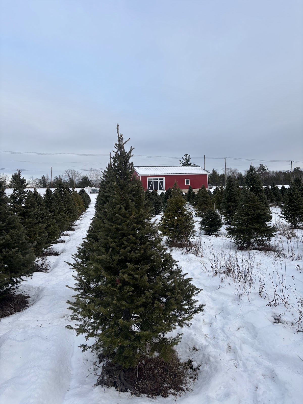 Crescent Christmas tree farm in Old Town, Maine