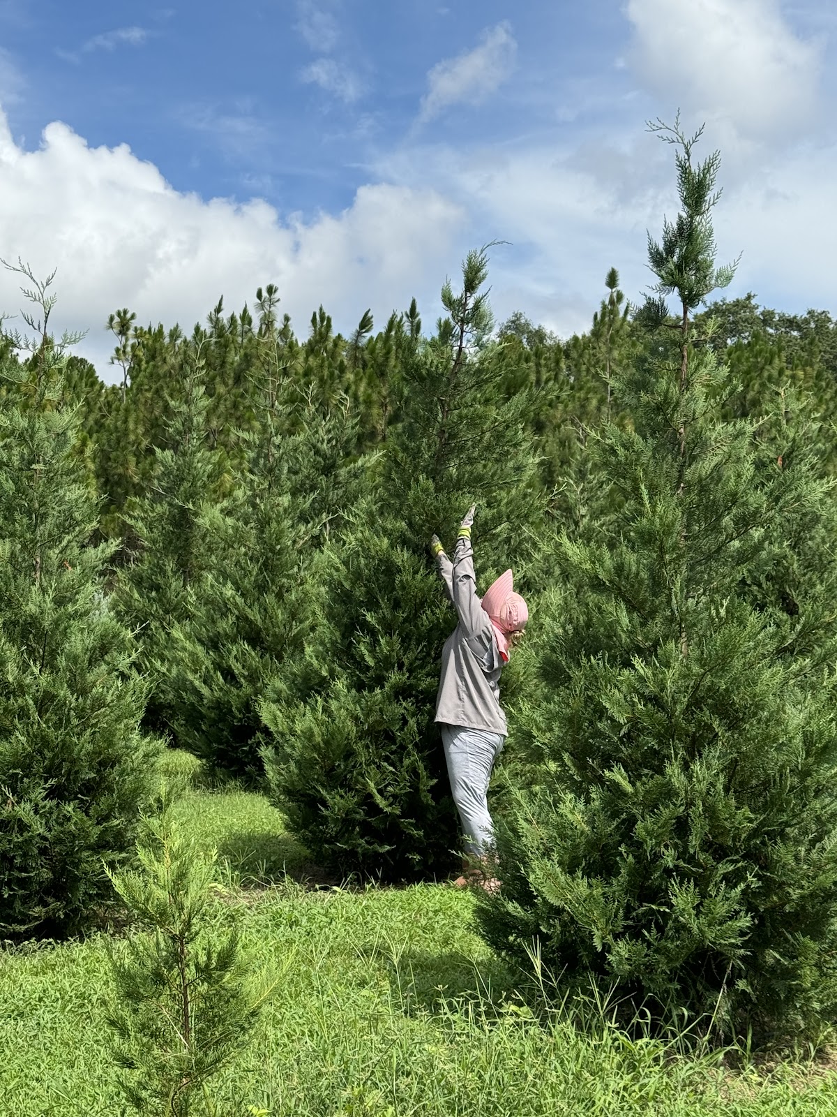 Crimson Creek CHRISTmas Tree Farm in Cowarts, Alabama