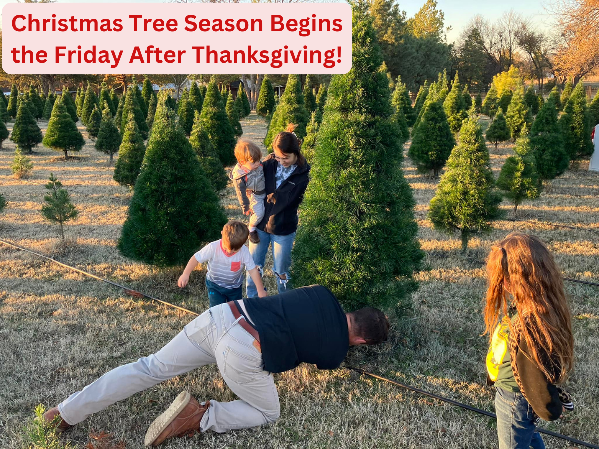 Cross Timbers Christmas Tree Farm and Pumpkin Patch in Harrah, Oklahoma