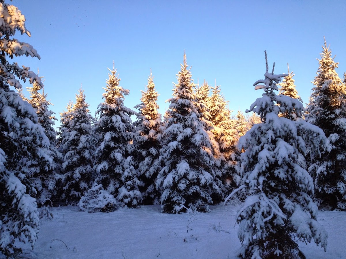 Crow River Nursery in Howard Lake, Minnesota