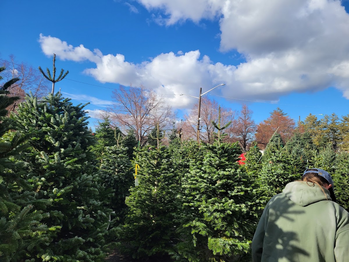CUMMINGS CHRISTMAS TREES in Millcreek, Utah