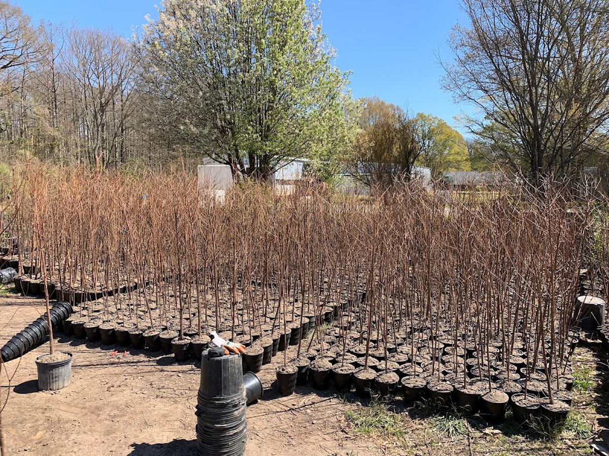 Cypress Brake Tree Farm in Rayville, Louisiana