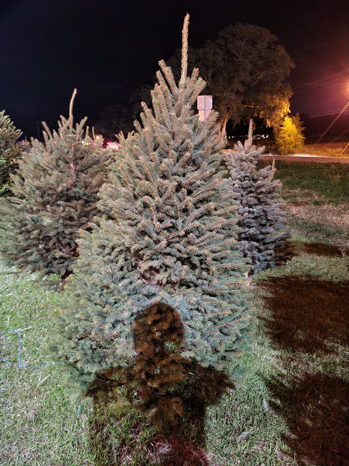Cypress Stop Christmas Trees in Houma, Louisiana