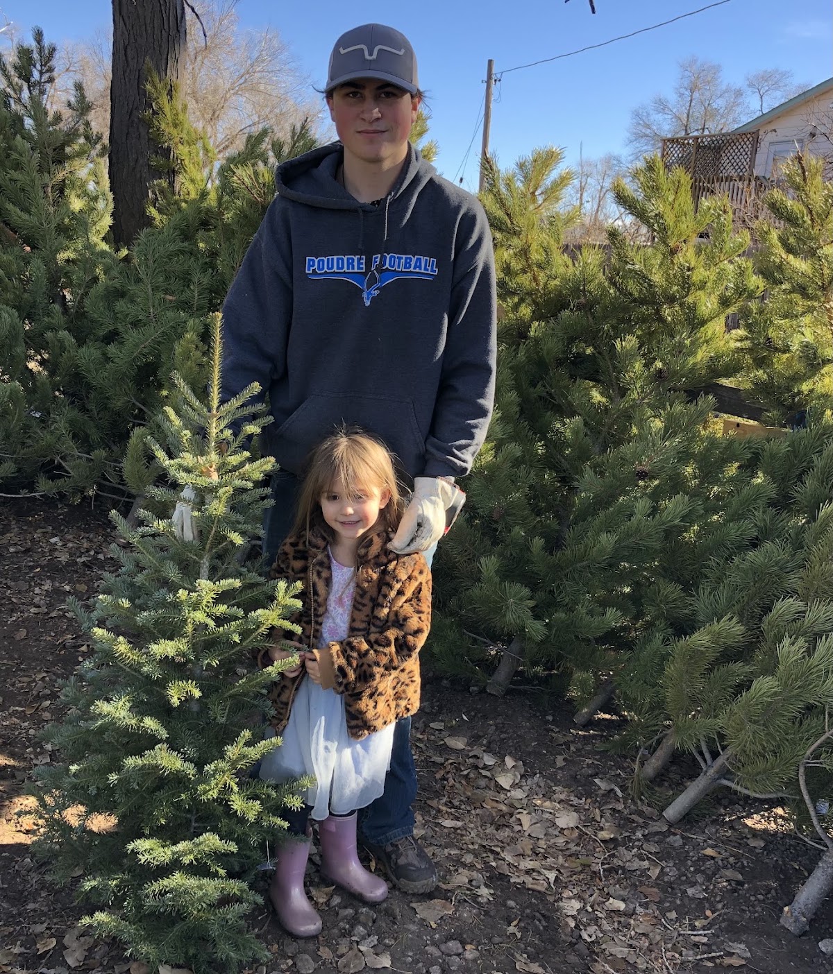 D and D Christmas Trees in Fort Collins, Colorado