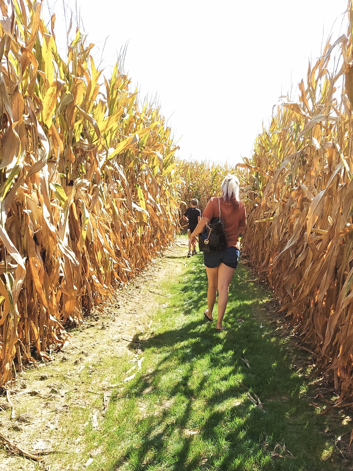 Daniken Tree Farm in Pocahontas, Illinois