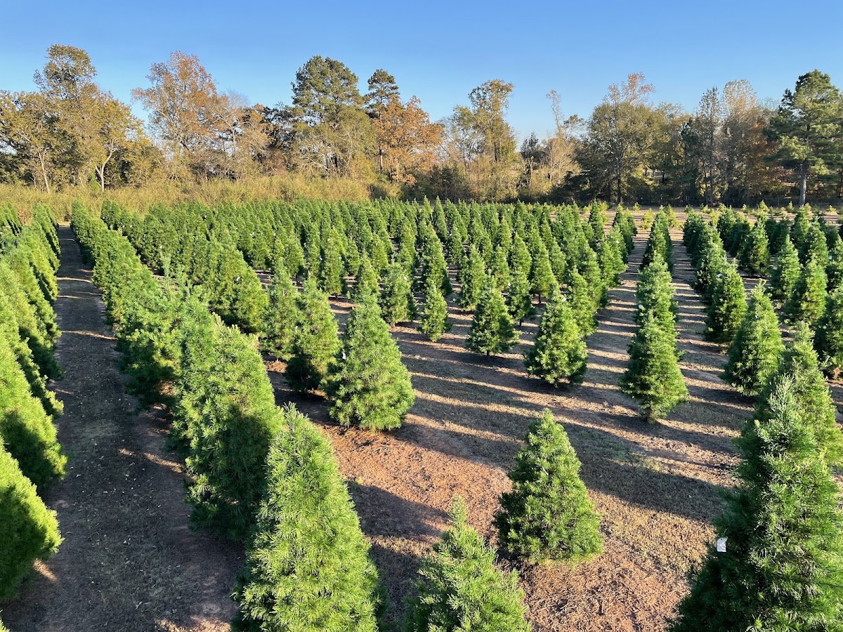 Danville Farms Christmas Trees in Kilgore, Texas