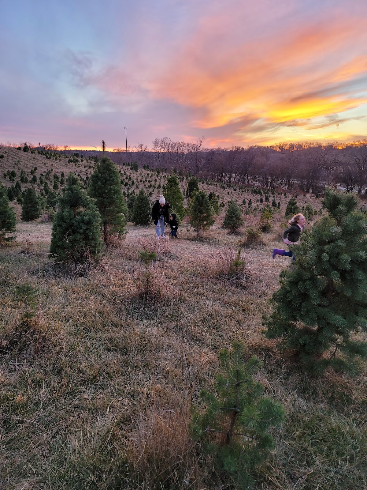 Dappen Tree Farm in Council Bluffs, Iowa