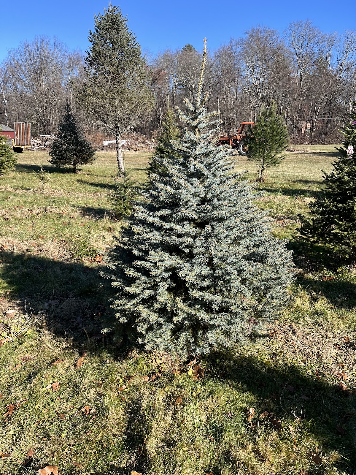 Davagian Tree Farm in Sutton, Massachusetts
