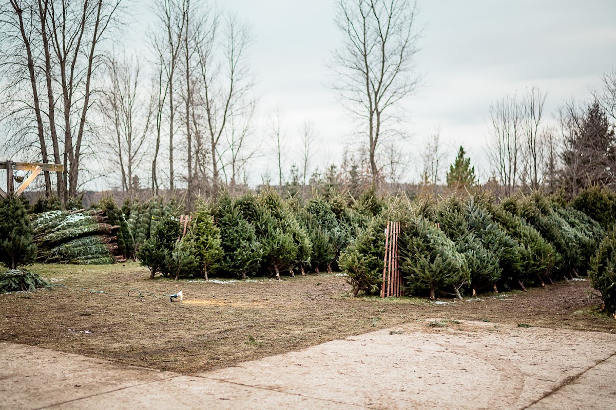 Dave's Christmas trees in Sheboygan, Wisconsin