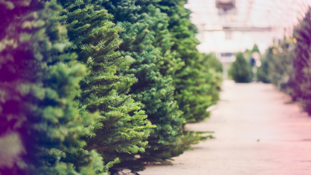 Davenport Christmas Tree Farm in Greenwood, South Carolina