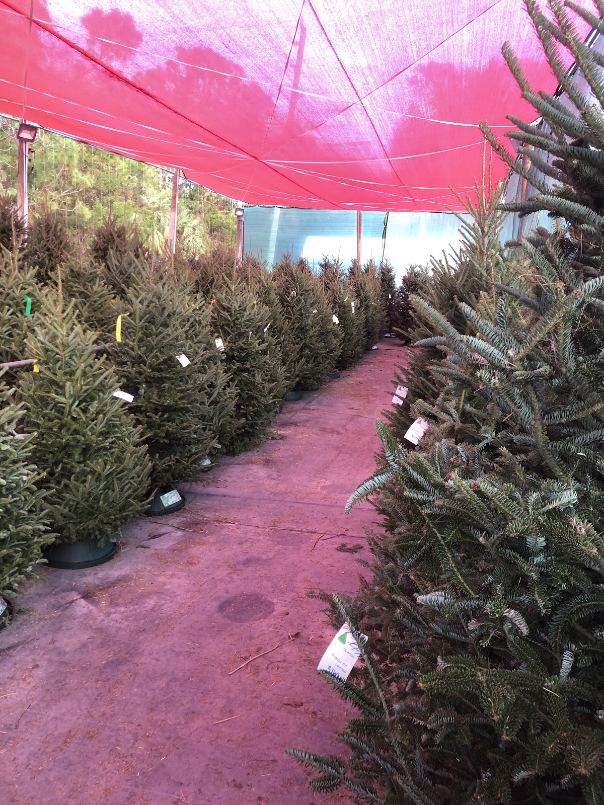 Davenport's Wholesale Nursery in Naples, Florida