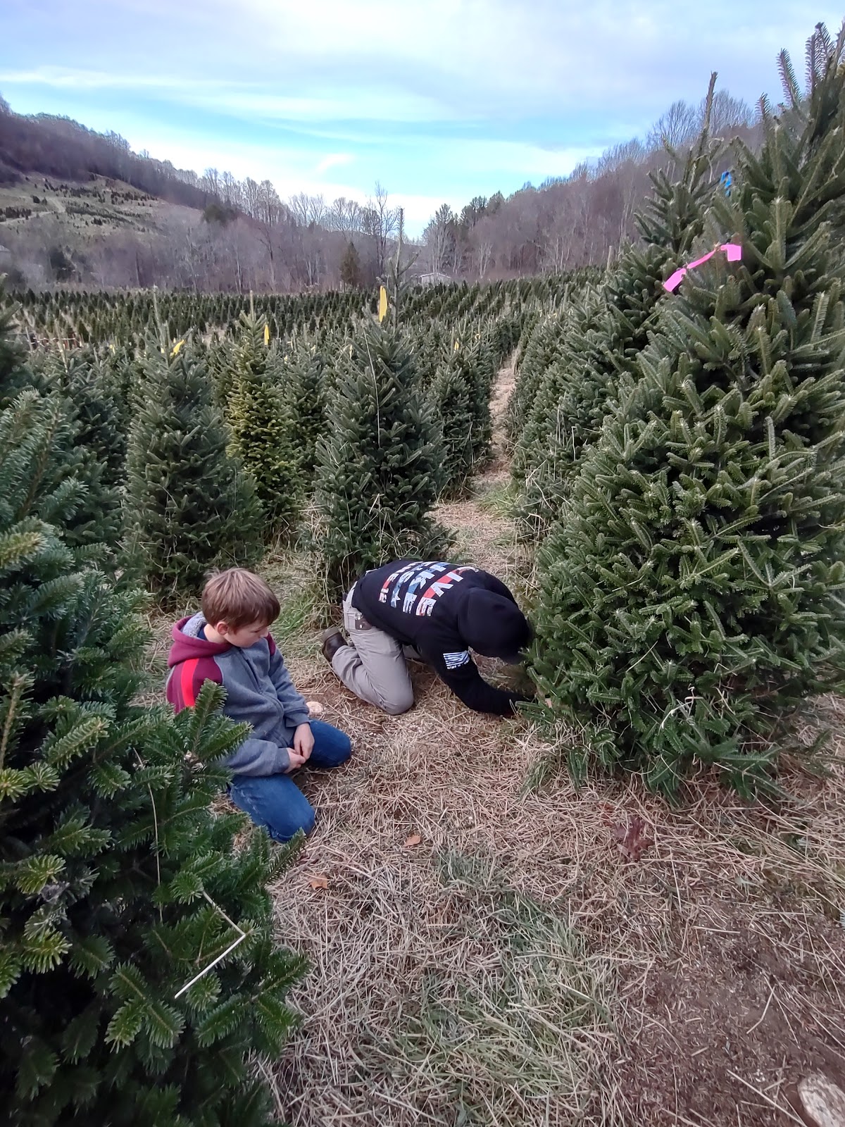 David Pittman's Christmas Tree Farm in Newland, North Carolina