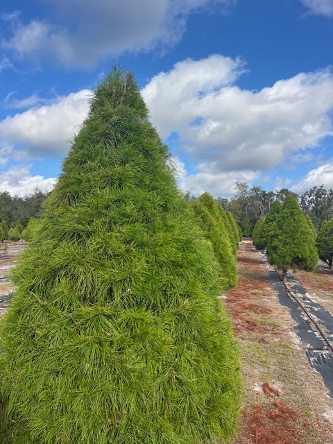 David's Christmas Tree Farm in Fort McCoy, Florida
