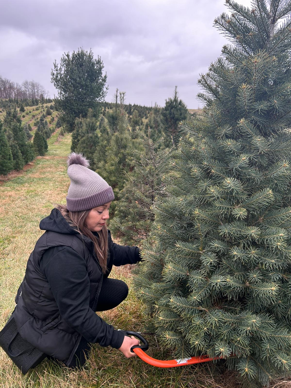 Davidson Christmas Tree Farm in Upperco, Maryland