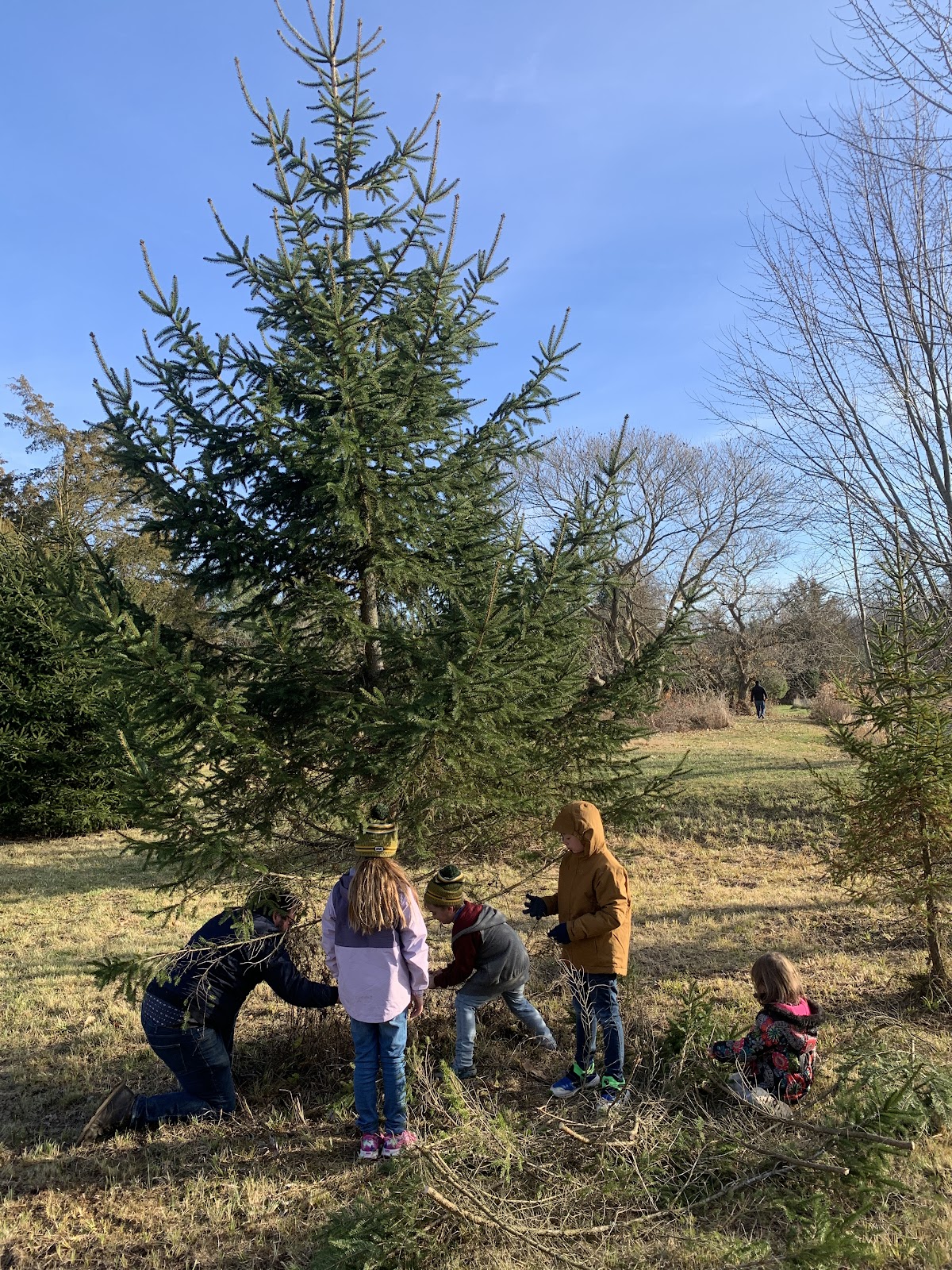 Davies Tree Farm in Granville, Ohio