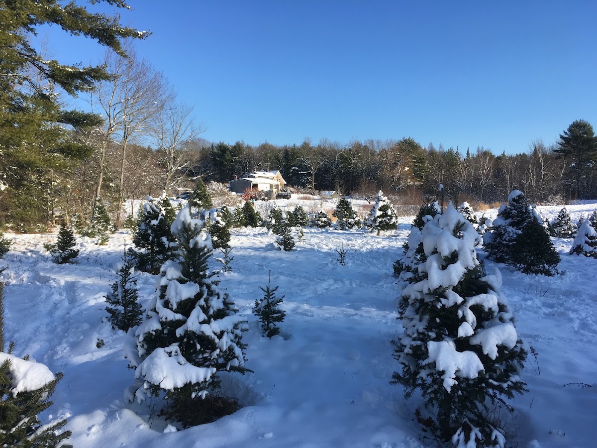 Davis Stream Tree Farm in Washington, Maine