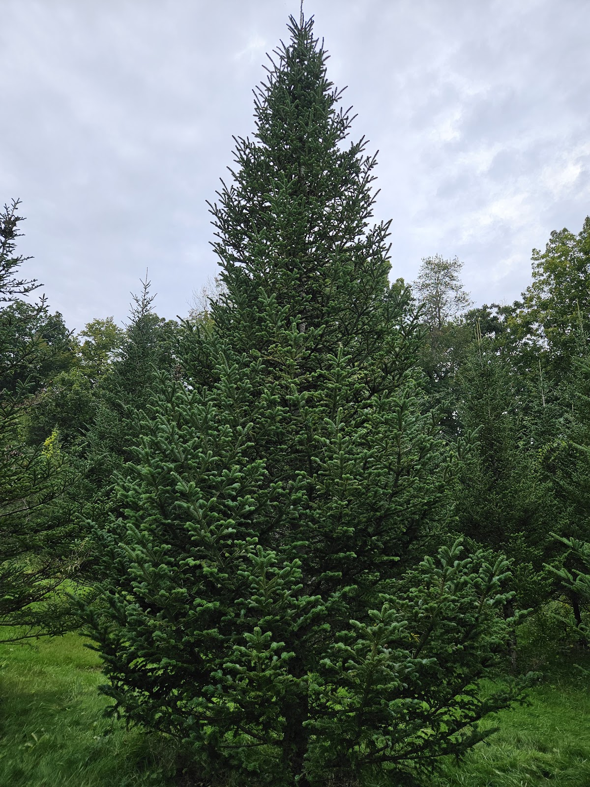 Dawsons liberty acres christmas tree farm in Haverhill, Massachusetts