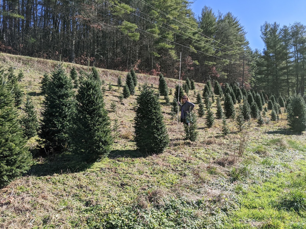 Day's Choose and Cut Christmas Trees in West Jefferson, North Carolina