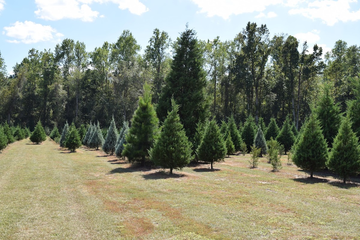 Days of Creation in Jesup, Georgia